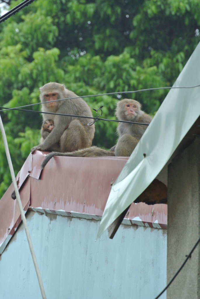 Monkeys are well habituated to humans