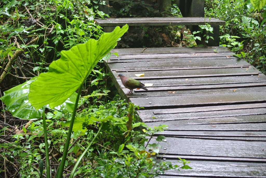 Emerald dove on boardwalk trail