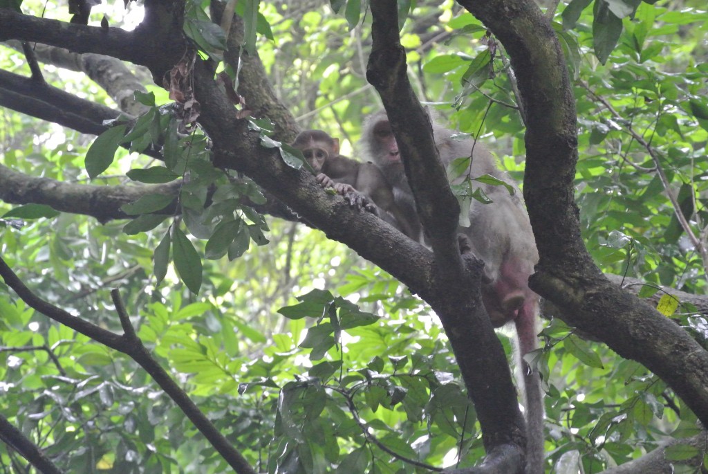 Mother and juvenile