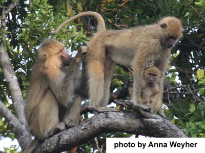 Grooming in Kinda baboons